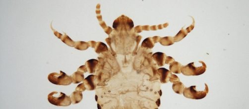 [Image via Frost Museum/Flickr CC]