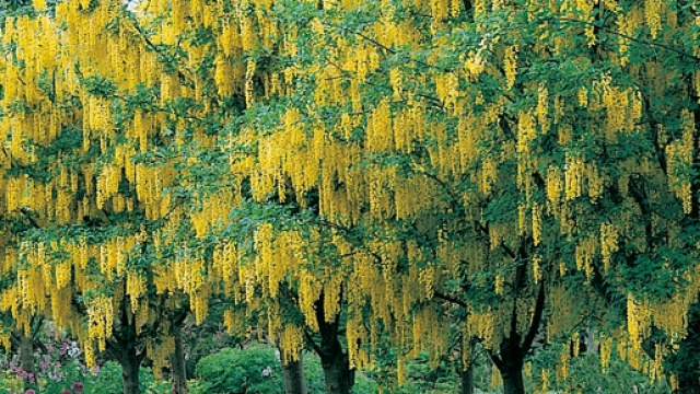 Alberi di betulla in fioritura