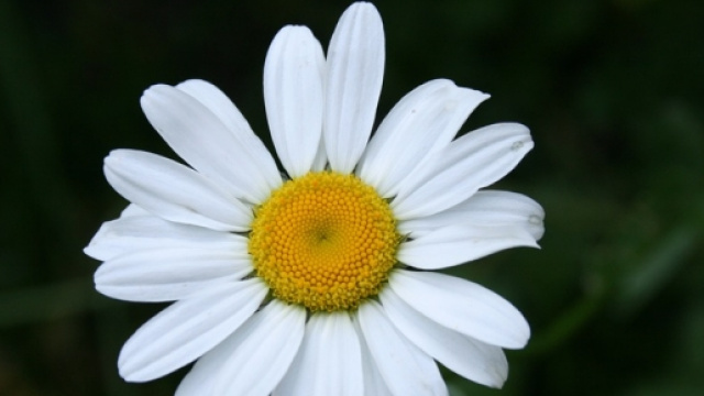 Una margherita, ora potr&agrave; definirsi petalosa.