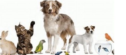 Una mascota para cada personalidad