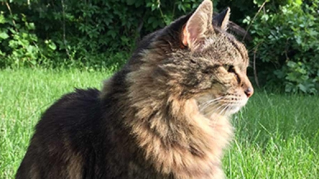 Corduroy, il gatto pi&ugrave; vecchio del mondo