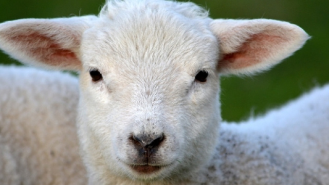 Agnello, parte la mattanza di Pasqua