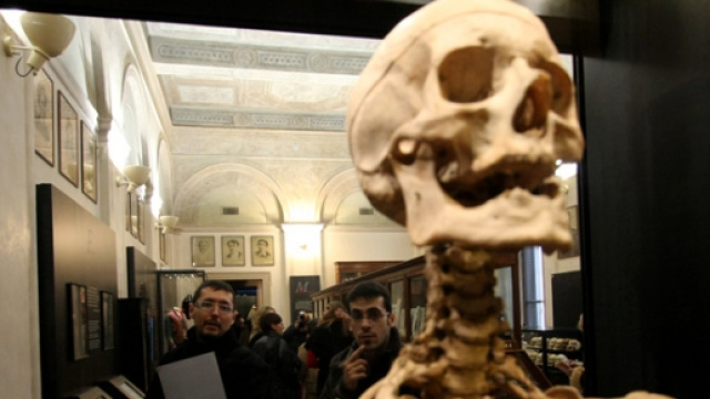Un teschio del Museo di antropologia criminale