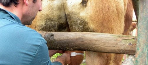 A taurina &eacute; extra&iacute;da dos test&iacute;culos do touro