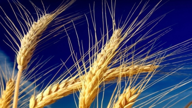 Il grano &egrave; sotto esame, &egrave; salutare?