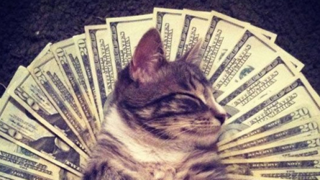 La disuguaglianza cresce. Meglio pensare ai gatti.
