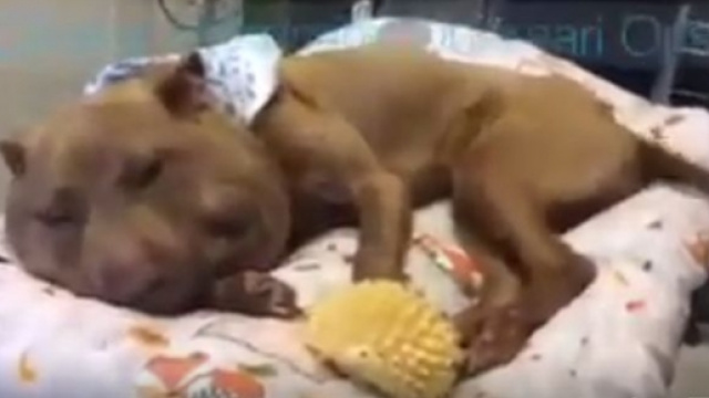 Palla, la cagnolina quasi decapitata