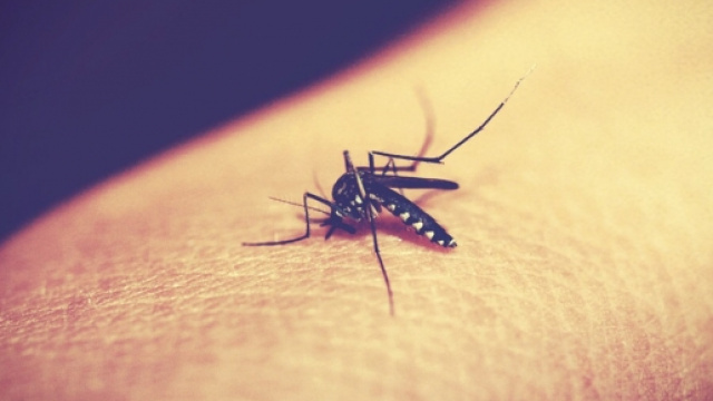 Virus Zika in Italia con zanzara tigre?