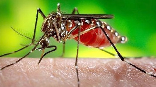 Virus Zika: trasmissione anche per via sessuale