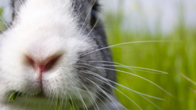 Animali domestici, via al divieto di pignoramento