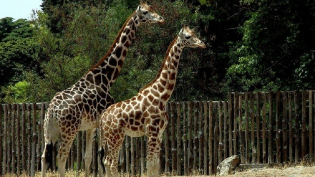 Le giraffe nel loro ambiente dedicato