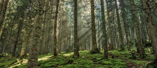 Contemplaci&oacute;n de un pinar maduro