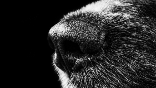 Cane impiccato alla periferia di Roma