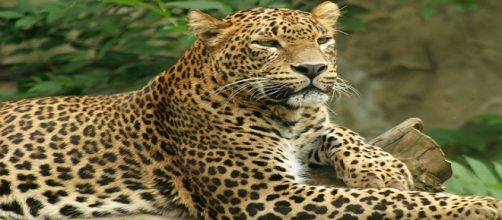 El felino fue perseguido durante 14 horas