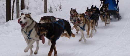 Iditarod race Alaska [Photo: Nat Wilson/Flickr CC]