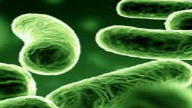 Esempio di batteri intestinali