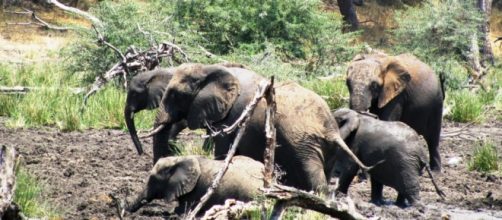 African elephants. Image by J.Flowers