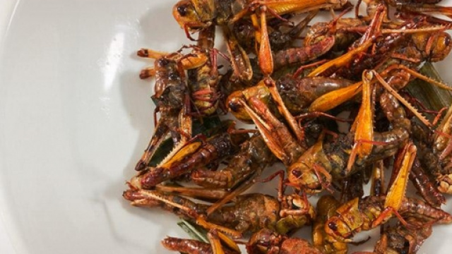 Piatto di cavallette (Foto: Expo 2015)