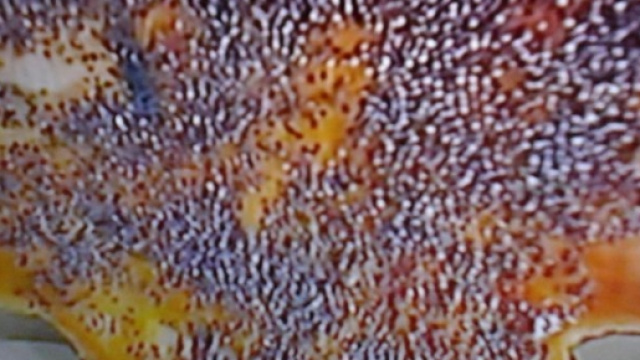 Colombine salate di Anna Moroni