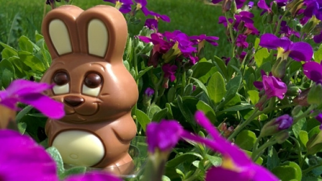 Conigli di cioccolato per dare fondi a scuole