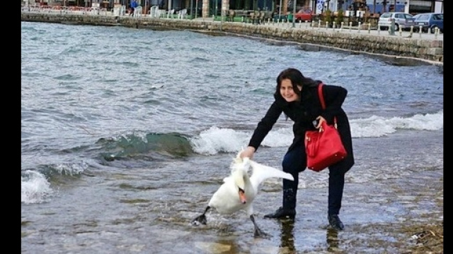 La turista e il cigno, foto da Leggo.it