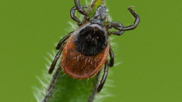 Le zecche diffondono la malattia