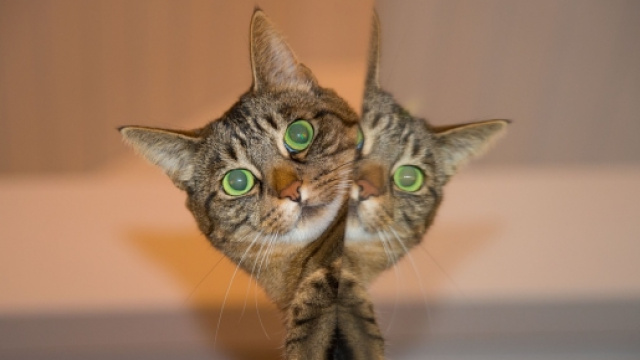 Maxizoo, lavoro per gli amanti degli animali
