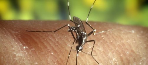 Mosquito "Aedes Aegypti", causante del Dengue