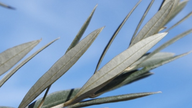 Auguri e frasi domenica delle Palme