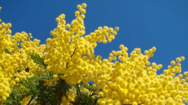 La mimosa, simbolo della festa della donna