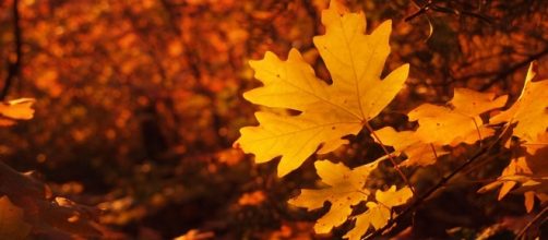 Oto&ntilde;o, un periodo de trabajo para todos los signos