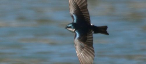 Swallow in spring; spring produces fewer allergies than autumn