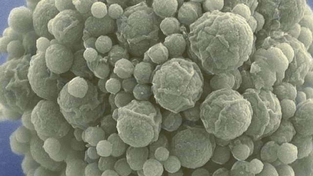 Syn 3.0 primo batterio artificiale