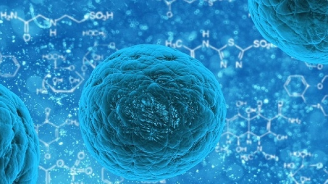 la Consulta e le cellule embrionali