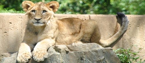Lion cub attack on five-year-old boy/Flickr