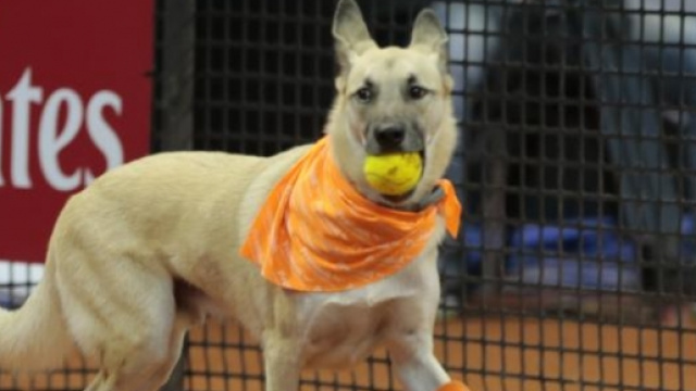 Cane raccattapalle nel torneo di San Paolo