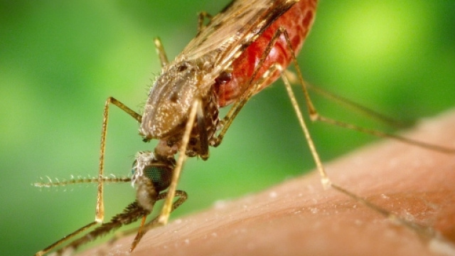 Il Virus Zika si diffonde tramite le zanzare