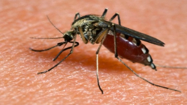 Virus Zika presente nelle zanzare comuni?