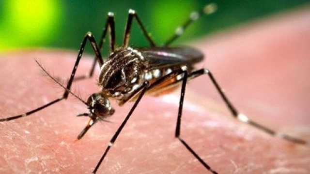 Zanzara Aedes Aegypti, vettrice del virus Zika