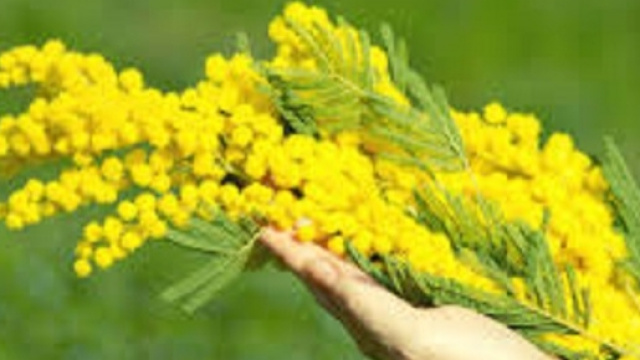 Buona Festa della Donna 2016, frasi da dedicare