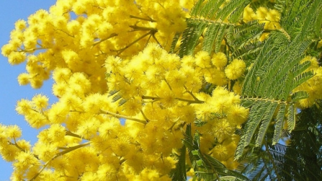 Festa della Donna, 8 marzo 2016, frasi d'auguri