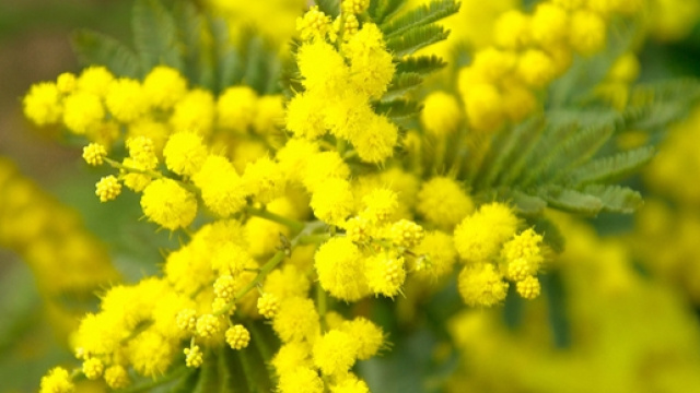 Oroscopo di domani 8 marzo 2016 festa della donna