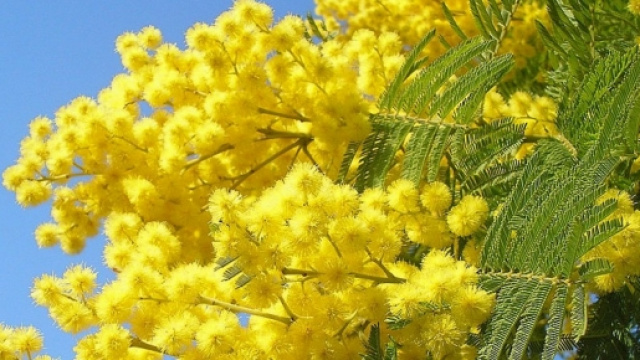 Festa della donna 2016: origini e significato