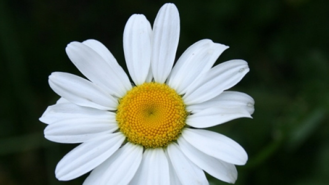 Petaloso, aggettivo associabile ad una margherita