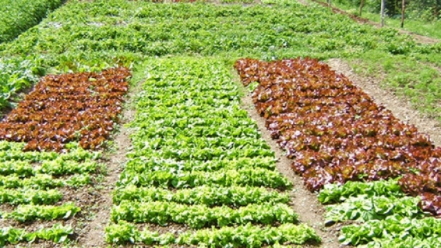 Le insalate di primavera da piantare a marzo