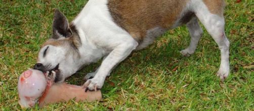 Perros alimentado con carne humana
