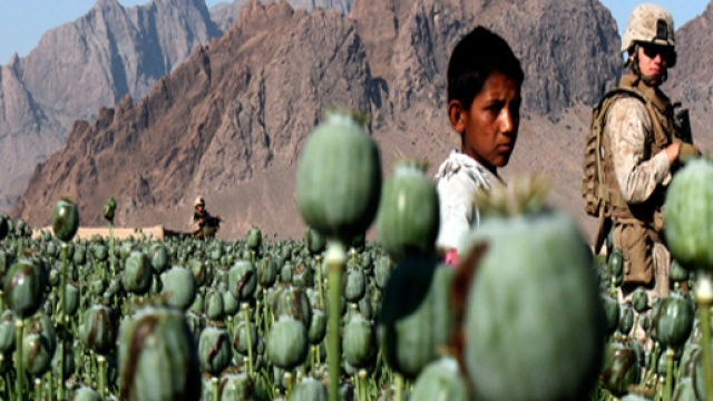 L'oppio &egrave; un grosso affare per gli USA