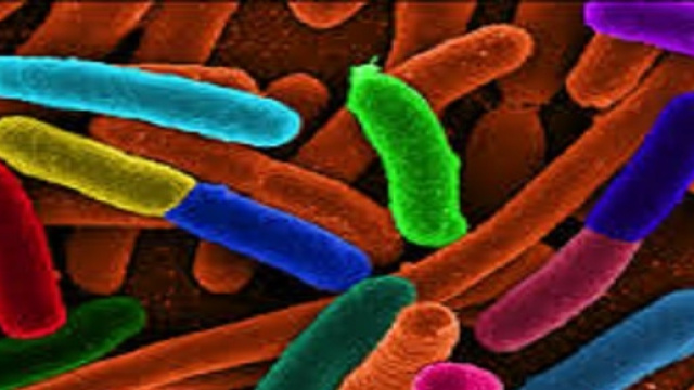 Escherichia coli riprogrammato