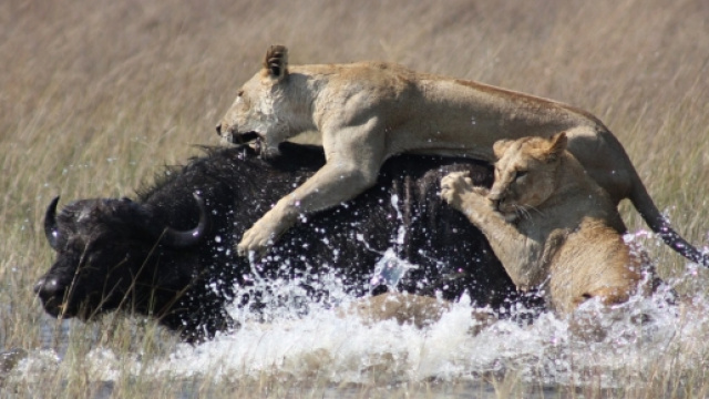 Il leone non condivide con i vegani l'antispecismo.