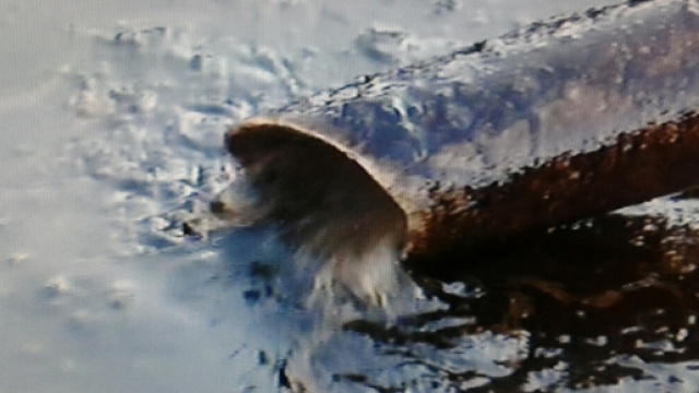 Pompe delle autobotti dei vigili del fuoco in azione